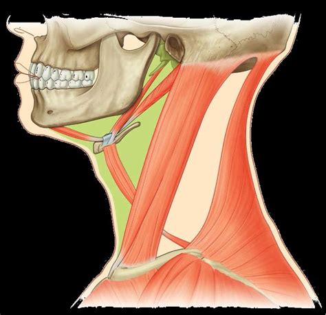 Hyoid Bone And The Anterior Belly Of The Digastric Muscle On Each Side