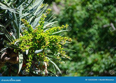 Green Raw Dragon`s Blood Tree Seeds on Its Branch in Close Up at a Botanical Garden. Stock Photo ...