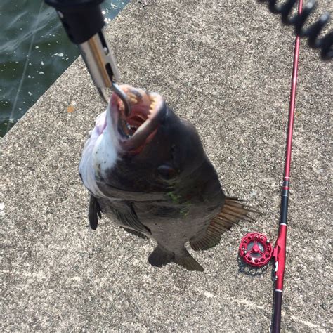 まずは仕掛けから黒鯛チヌ落とし込み釣りを始めよう 入門編