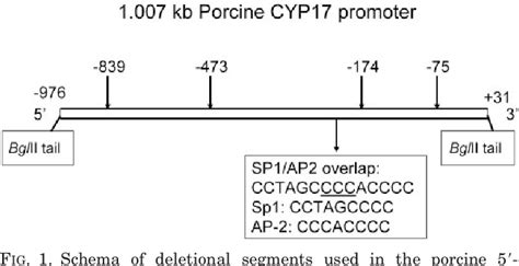 Figure From Requirement For Proximal Putative Sp And Ap Cis