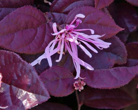 Loropetalum Chinense Pink Cultivars GardensOnline