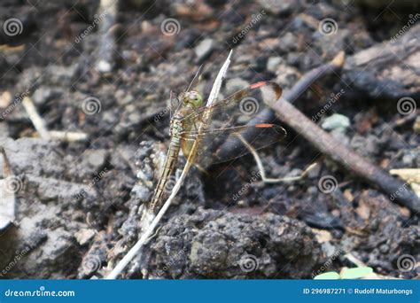 Earthbound Elegance Brown Dragonfly Perches On Petite Branch In Daylit