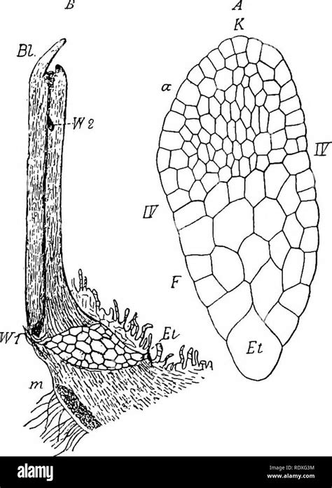 prothallus high resolution stock photography  images alamy