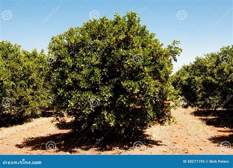 orange trees stock image image  healthy crop branch