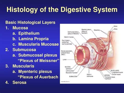 Histology Of The Digestive System