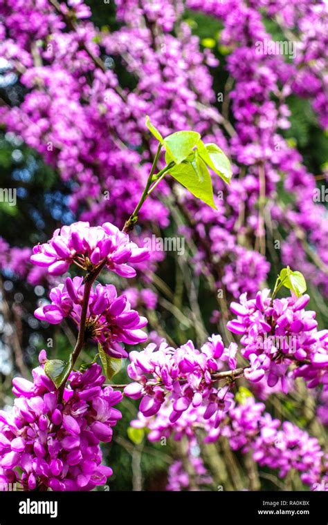 Cercis Chinensis Hi Res Stock Photography And Images Alamy