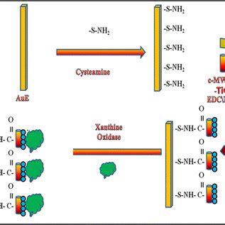 Scheme Schematic Diagram Showing The Stepwise Fabrication Of The