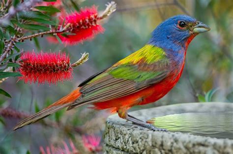 Amazing Facts About The Painted Bunting