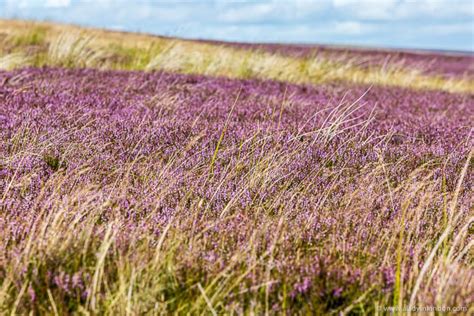 Where To See Heather In Scotland Best Place To View It In Bloom