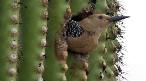 Bird Inside A Saguaro Cactus Free Stock Photo - Public Domain Pictures