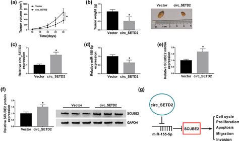 Circ Setd Overexpression Repressed Bc Growth In Vivo A From Day