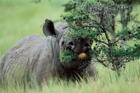 Black Rhinoceros Diceros Bicornis Grazing On Acacia Tree Lewa Downs