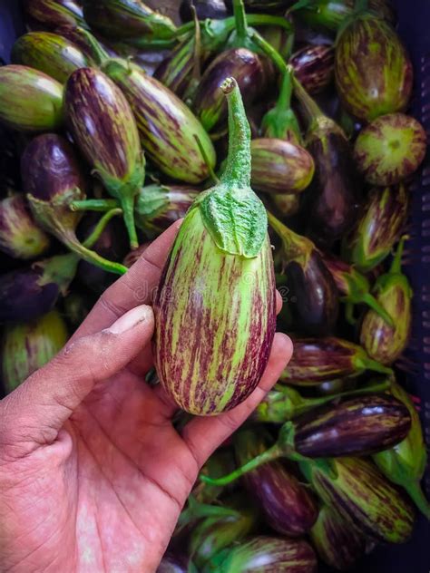 Thai Eggplantman Hand Holding A Fresh Healthy Eggplant With Eggplant