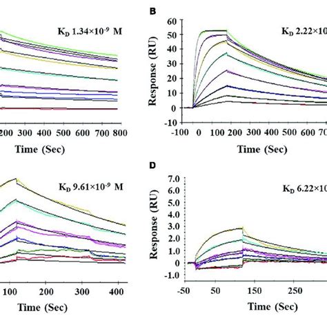 Biacore Surface Plasmon Resonance Spr Analysis Of Pnbbi Sensogram Download Scientific