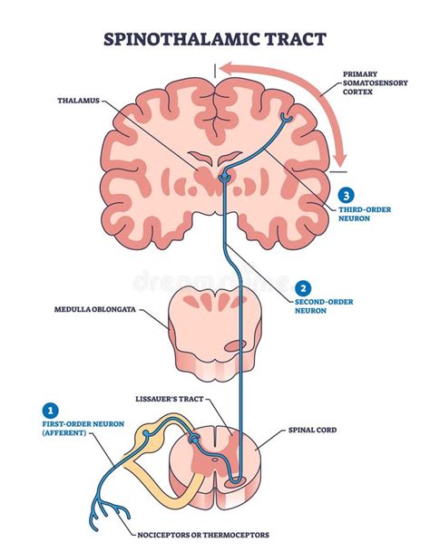 Spinothalamic Tract As Neural Pathway To Brain Thalamus Outline Diagram Stock Vector ...