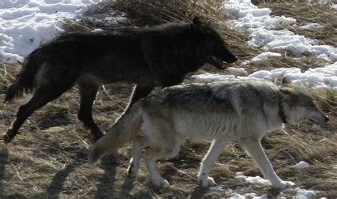 International Wolf Center » Blog Archive » Montana