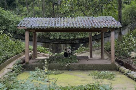 The Winner In Chinas Panda Diplomacy The Pandas Themselves The Standard