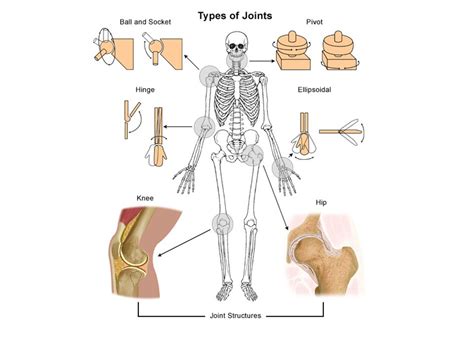 Types Of Diarthrosis Joints