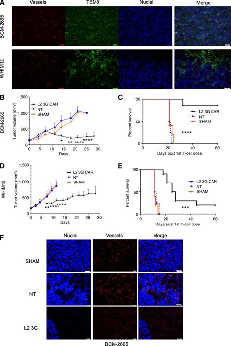 L2 CAR T Cells Induce Regression And Prolong Survival In Mice Bearing