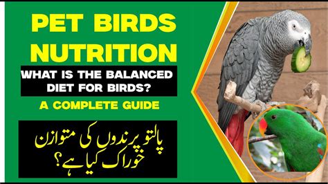 Parrot Diet What To Feed A Parrot Parrots Diet Plan Best Diets For Parrots Youtube