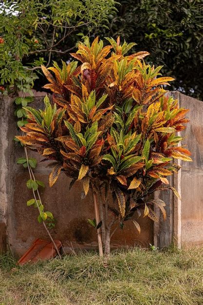 Premium Photo Variegated Croton Plant Of The Species Codiaeum Variegatum