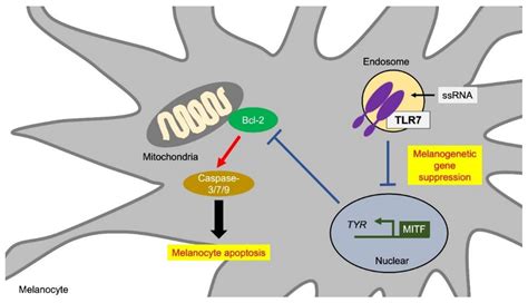 Ijms Free Full Text Melanogenesis Connection With Innate Immunity