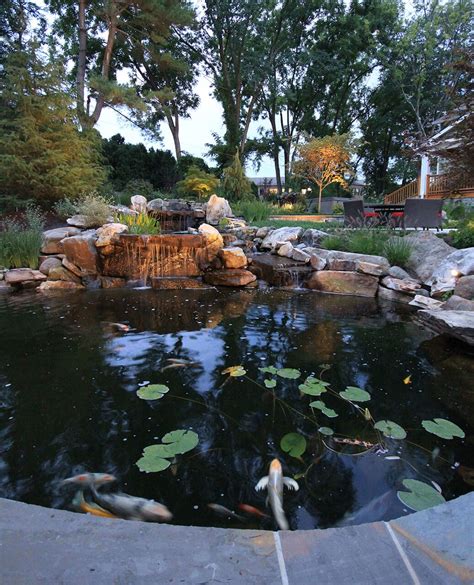 01 koi pond - Surrounds Landscape Architecture