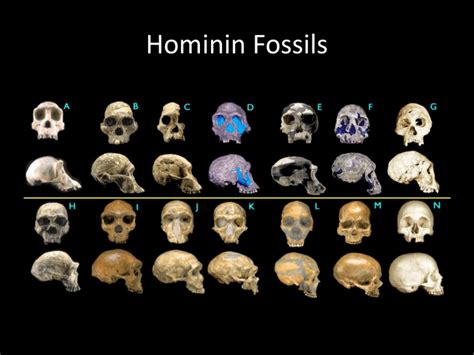 Hominin Fossils Evidence For Human Evolution