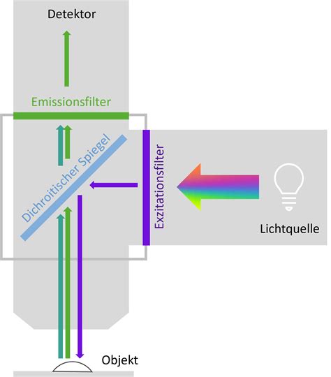 Fluoreszenzmikroskopie Anwendungen Ressourcen Biomol GmbH Life