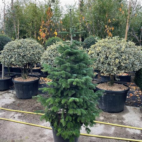 For Sale Nordmann Fir Pot Grown Christmas Trees Delivery By Charellagardens