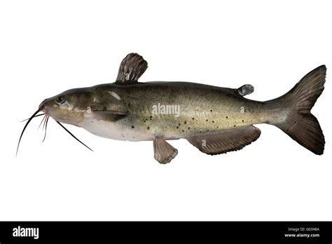 Channel Catfish Hi Res Stock Photography And Images Alamy