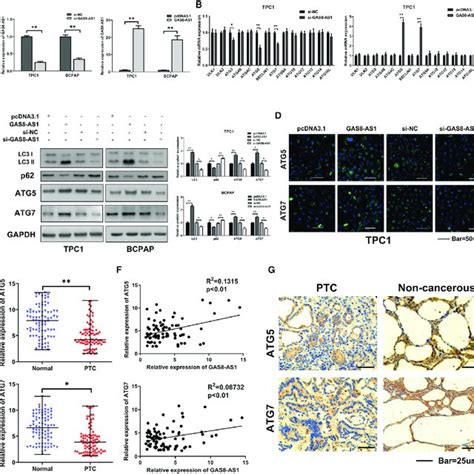 Knockdown Of Neat Inhibited Growth And Induced Apoptosis In Ptc