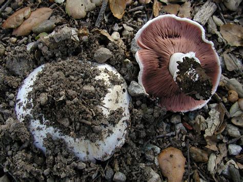 Agaricus Bitorquis The Ultimate Mushroom Guide