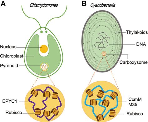 Phase Separation In Plants New Insights Into Cellular