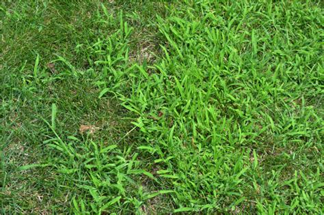 How To Get Rid Of Crabgrass Dealing With Crabgrass 101 Advanced Turf