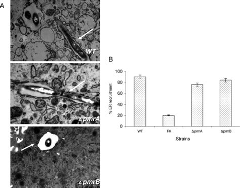 The L Pneumophila Pmra Pmrb Mutants Are Contained Within Er Derived