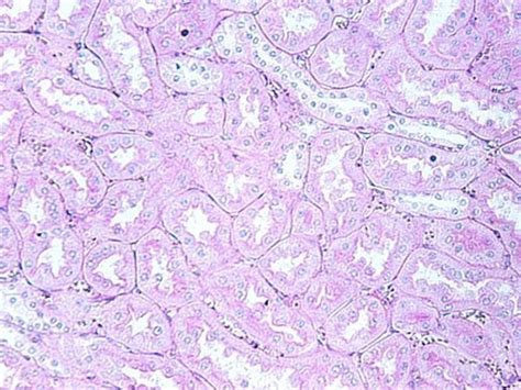 Histology Epithelial Tissue Flashcards Quizlet