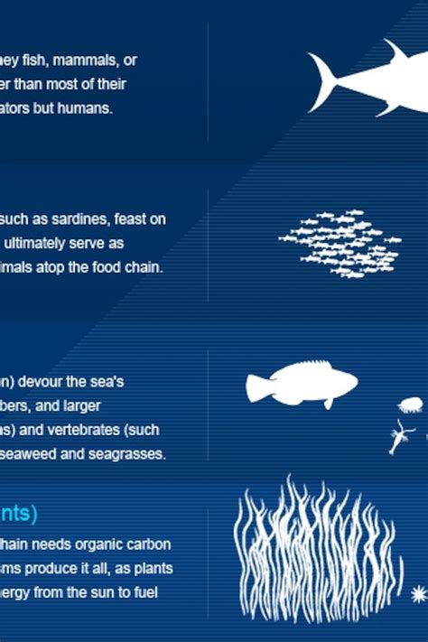 45 ocean food chain diagram - Wiring Diagram Source