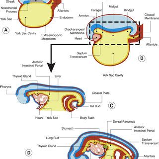 Formation of Mesoderm. Formation and segregation of the mesodermal germ ...