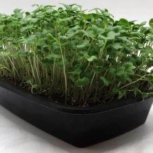 The 17 Easiest Microgreens To Grow Home Microgreens