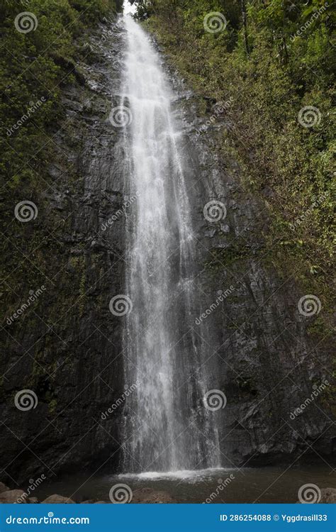 Manoa Falls In Honolulu Forest Reserve Stock Photo Image Of River