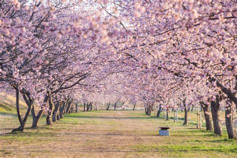 北浅羽桜堤公園 埼玉県 全国の花風景 はなまっぷ～日本の美しい花風景～（花の名所検索サイト）｜絶景のお花畑を見に行こう！