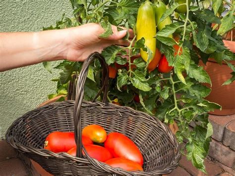 Come Avviare Un Orto In Vaso O In Cassetta Consigli Utili Donna Moderna