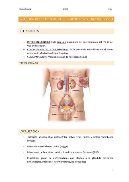 Infecci N Del Tracto Urinario Celina Barboza Udocz