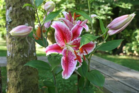 Lirio Stargazer La variedad impresionante fuerte y aromática