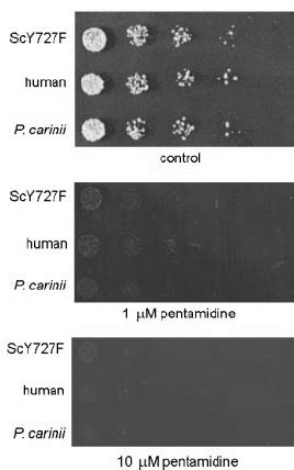 Pentamidine Does Not Stimulate Topoisomerase I Topo I Mediated DNA