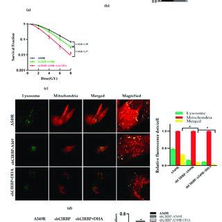 Inhibition Of Mitophagy Reduces The Radioresistance Of A R Cells A