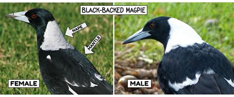 Recognising Magpie Gender Determining Whether A Bird Is Male Or Femal