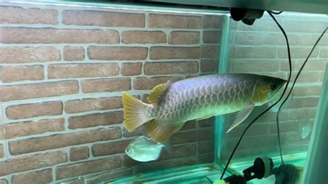 Super Red Arowana Two Months Of Tanning Arowana Superredarowana Youtube