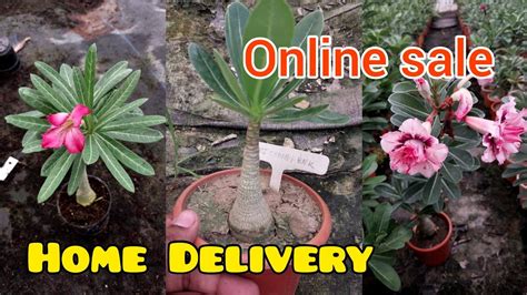 Buy Adenium Plants Online Cheapest Adenium All India Delivery